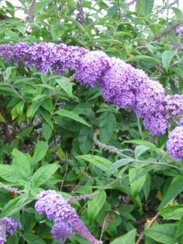 Buddleja davidii 'Orchid Beauty' - Vlinderstruik