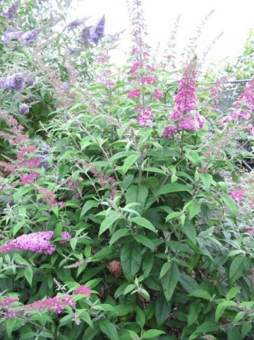 Buddleja davidii 'Pink Perfection' - Vlinderstruik