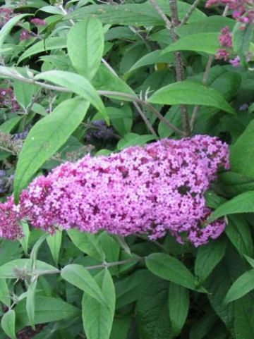 Buddleja davidii 'Pink Perfection' - Vlinderstruik