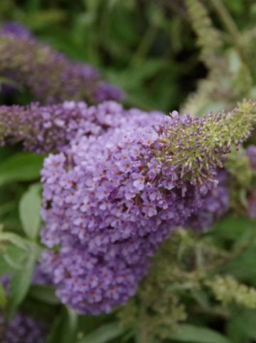 Buddleja 'Buzz Sky Blue' - Vlinderstruik