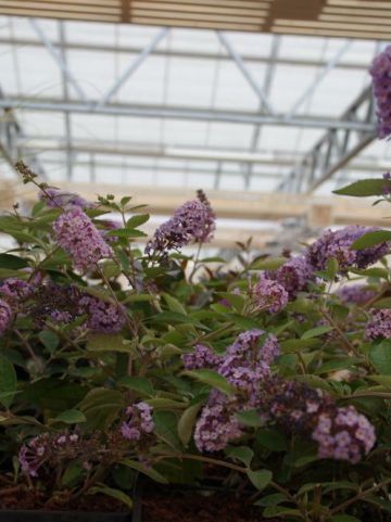 Buddleja 'Flutterby Lavender' (='Podaras 11') - Vlinderstruik