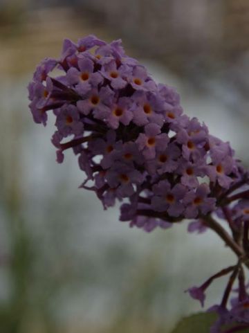 Buddleja 'Flutterby Lavender' (='Podaras 11') - Vlinderstruik