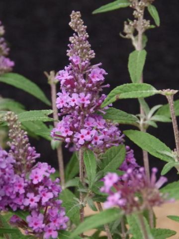 Buddleja 'Buzz Violet' (='Tobudviole') - Vlinderstruik