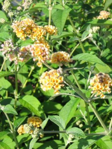 Buddleja x weyeriana 'Sungold' - Vlinderstruik