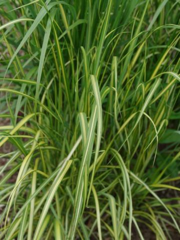 Calamagrostis × acutiflora 'Eldorado' - Bont struisriet