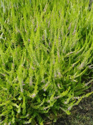 Calluna vulgaris 'David Hagenaars' - Struikheide