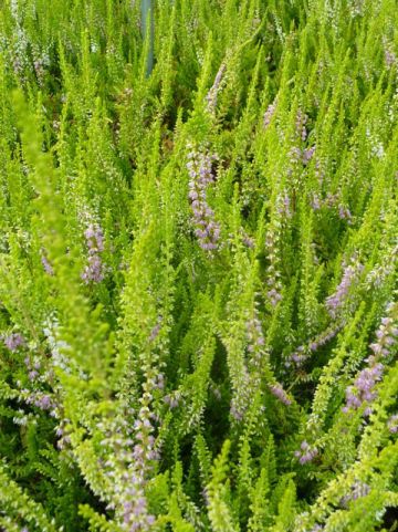 Calluna vulgaris 'David Hagenaars' - Struikheide