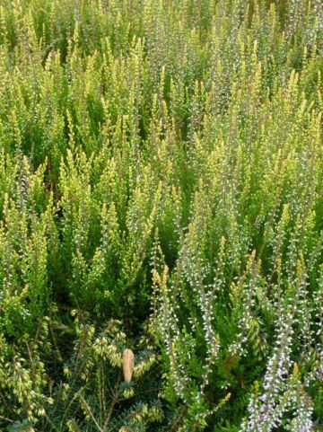 Calluna vulgaris 'Easter-bonfire' - Struikheide