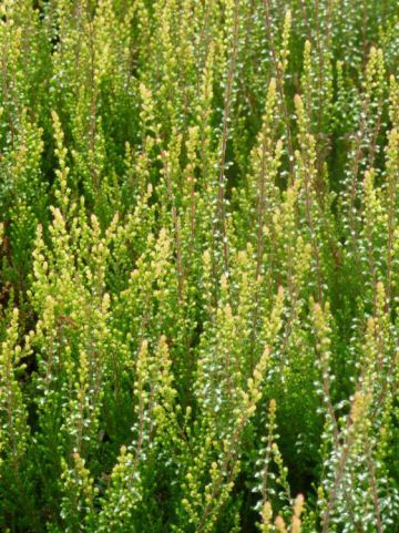 Calluna vulgaris 'Easter-bonfire' - Struikheide