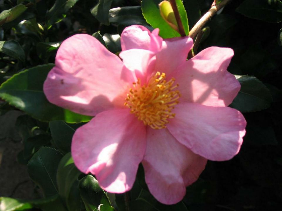 Camellia &lsquo;Maiden&rsquo;s Blush&rsquo; - | De Tuinen van Appeltern