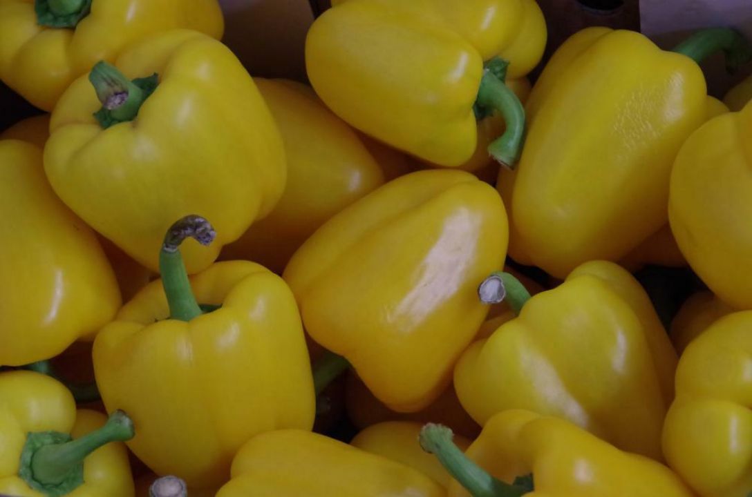Capsicum annuum Paprika De Tuinen van Appeltern