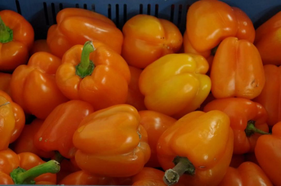 Capsicum annuum Paprika De Tuinen van Appeltern