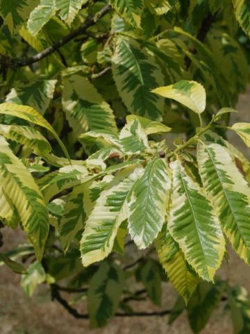 Castanea sativa 'Variegata' - Tamme kastanje