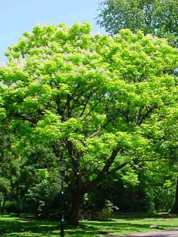 Catalpa bignoniodes 'Aurea' - Geelbladige trompetboom