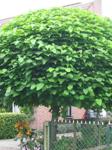 Catalpa bignoniodes 'Nana' - Bolcatalpa