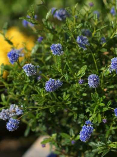 Ceanothus 'Blue Diamond' - Amerikaanse sering | De Tuinen ...
