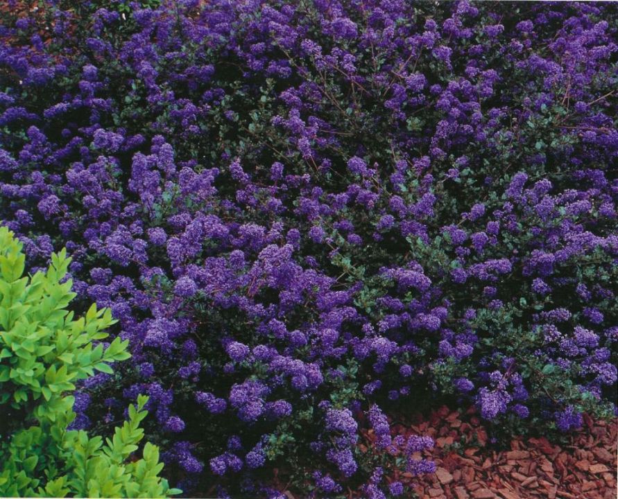 Ceanothus 'Blue Sapphir' Amerikaanse sering De Tuinen van Appeltern