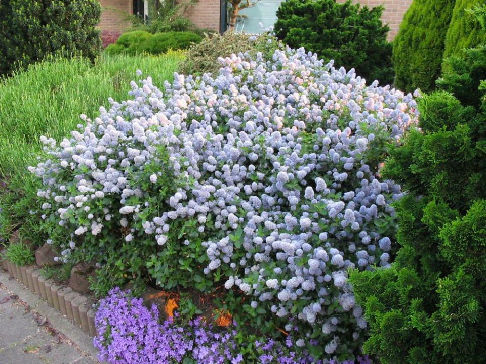 ceanothus_thyrsiflorus_var_repens_kruipende_amerikaanse_sering_herfstsering_1280.jpg