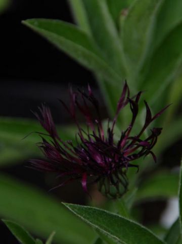 Centaurea montana 'Jordy' - Bergkorenbloem , Bergcentaurie