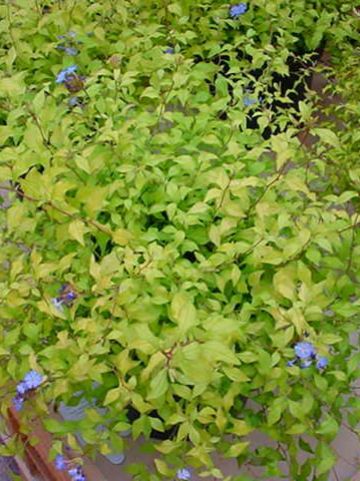 Ceratostigma willmottianum 'Lice' - Loodkruid