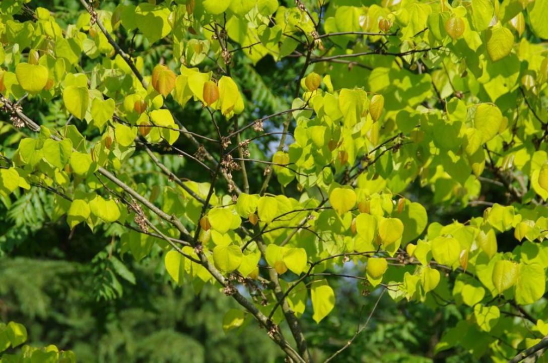 Cercis Canadensis Hearts Of Gold Redbud Gold Leaf Redbud Cercis
