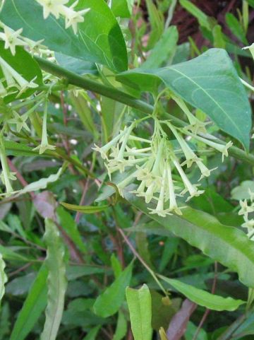 Cestrum nocturnum -