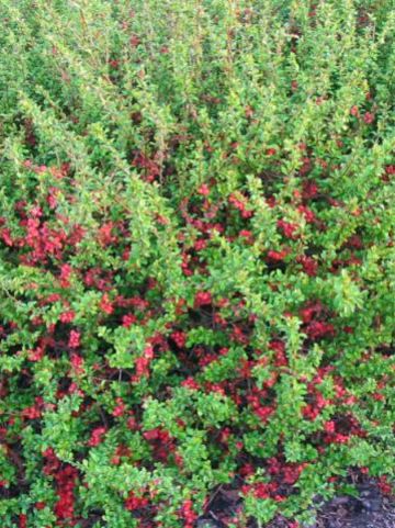 Chaenomeles japonica 'Sargentii' - Japanse kwee , Sierkwee