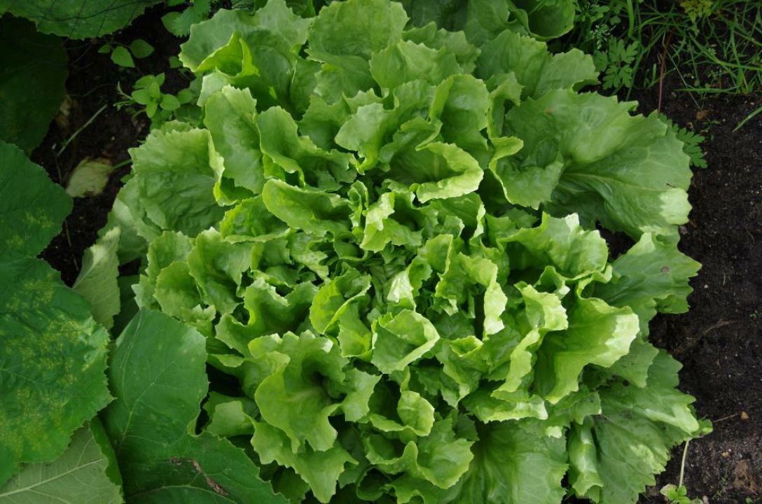 Cichorium endivia - Andijvie | De Tuinen van Appeltern