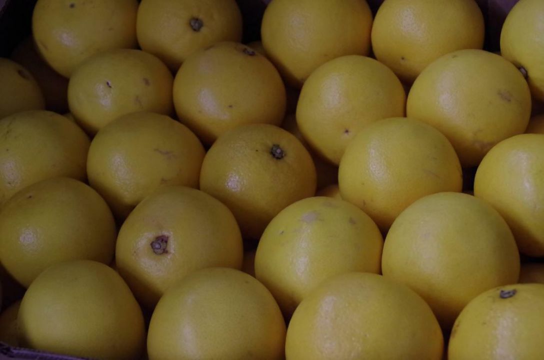 Citrus × paradisi - Grapefruit | De Tuinen van Appeltern