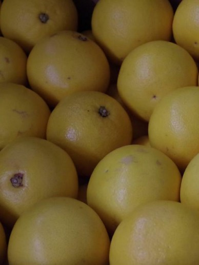 Citrus × paradisi - Grapefruit | De Tuinen van Appeltern