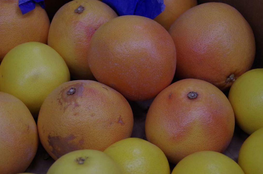 Citrus × paradisi - Grapefruit | De Tuinen van Appeltern