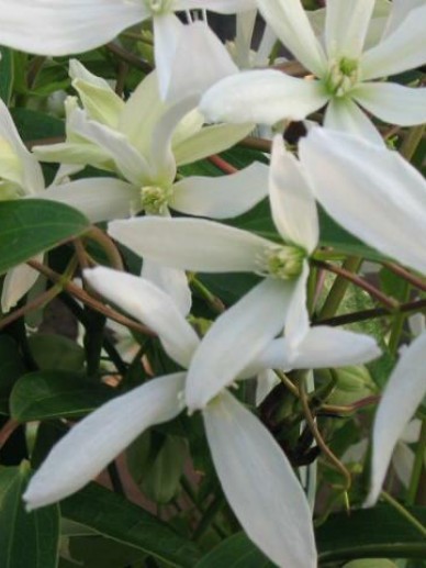 Clematis Armandii Bosdruif Bosrank De Tuinen Van Appeltern