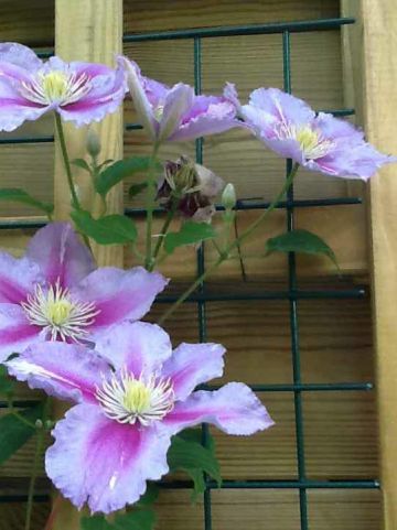 Clematis 'Barbara Jackman' - Grootbloemige bosrank