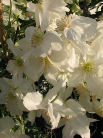 Clematis × cartmanii 'Avalanche' - Groenblijvende bosrank