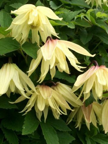 Clematis chiisanensis 'Amber' (='WIT141205') - Bosrank