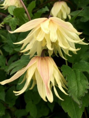 Clematis chiisanensis 'Amber' (='WIT141205') - Bosrank