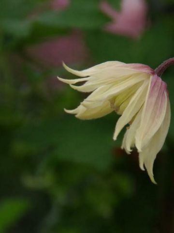 Clematis chiisanensis 'Amber' (='WIT141205') - Bosrank