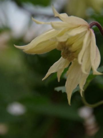 Clematis chiisanensis 'Amber' (='WIT141205') - Bosrank