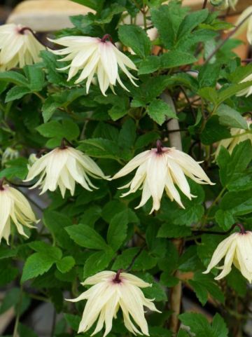 Clematis chiisanensis 'Amber' (='WIT141205') - Bosrank
