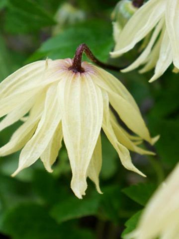 Clematis chiisanensis 'Amber' (='WIT141205') - Bosrank