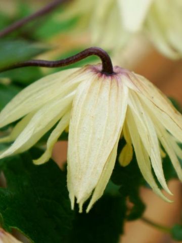 Clematis chiisanensis 'Amber' (='WIT141205') - Bosrank