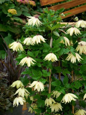 Clematis chiisanensis 'Amber' (='WIT141205') - Bosrank