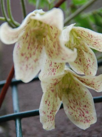 Clematis cirrhosa 'Freckles' - Groenblijvende bosrank