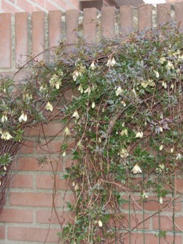 Clematis cirrhosa 'Freckles' - Groenblijvende bosrank