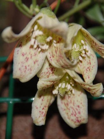 Clematis cirrhosa 'Freckles' - Groenblijvende bosrank