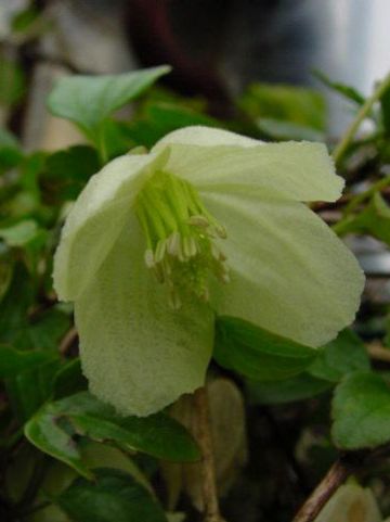 Clematis cirrhosa 'Wisley Cream' - Groenblijvende bosrank