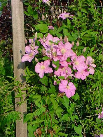 Clematis 'Comtesse de Bouchaud' - Grootbloemige bosrank