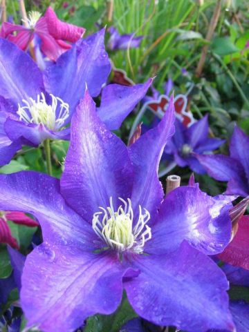 Clematis 'Daniel Deronda' - Grootbloemige bosrank