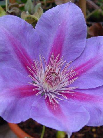 Clematis 'Anna Louise' (='Evithree') - Grootbloemige bosrank