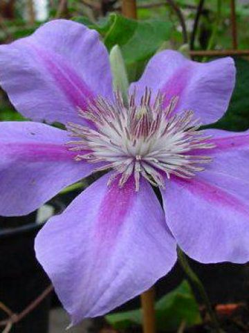 Clematis 'Anna Louise' (='Evithree') - Grootbloemige bosrank
